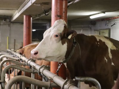 Family holiday in Gerlos • Der Grubacher: Eco Hotel in Gerlos Brown and white dairy cow stands in the barn at the feeding rack and looks into the camera.